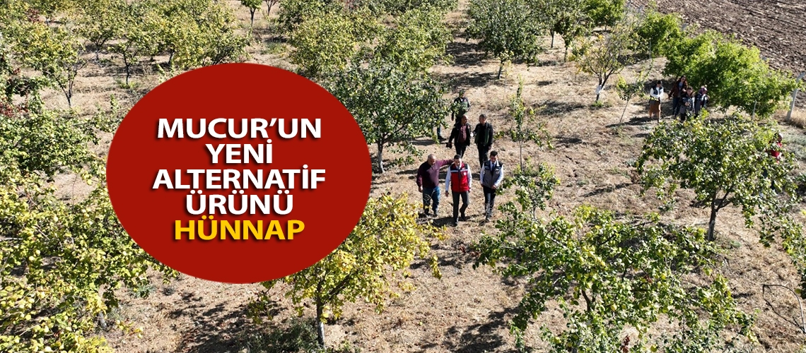 Mucur’un yeni alternatif ürünü hünnap