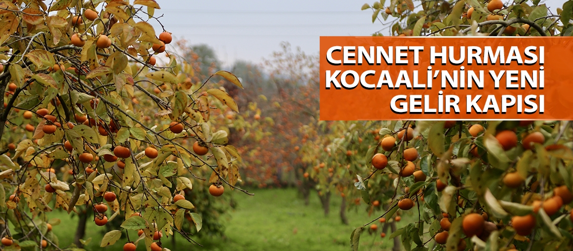 Cennet hurması Kocaali’nin yeni gelir kapısı
