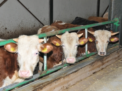 Bakanlıktan tarıma dayalı sanayi bölgesine destek