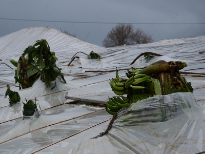 Çiftçiye 6 milyar hasar tazminatı ödendi