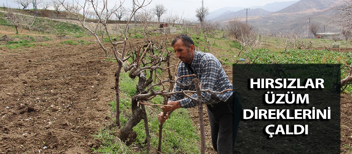 Hırsızlar üzüm direklerini çaldı