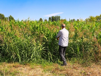 Iğdır’ın yeni yem bitkisi, sorgum-sudan otu