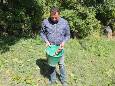 Iğdır'da ceviz hasadı başladı