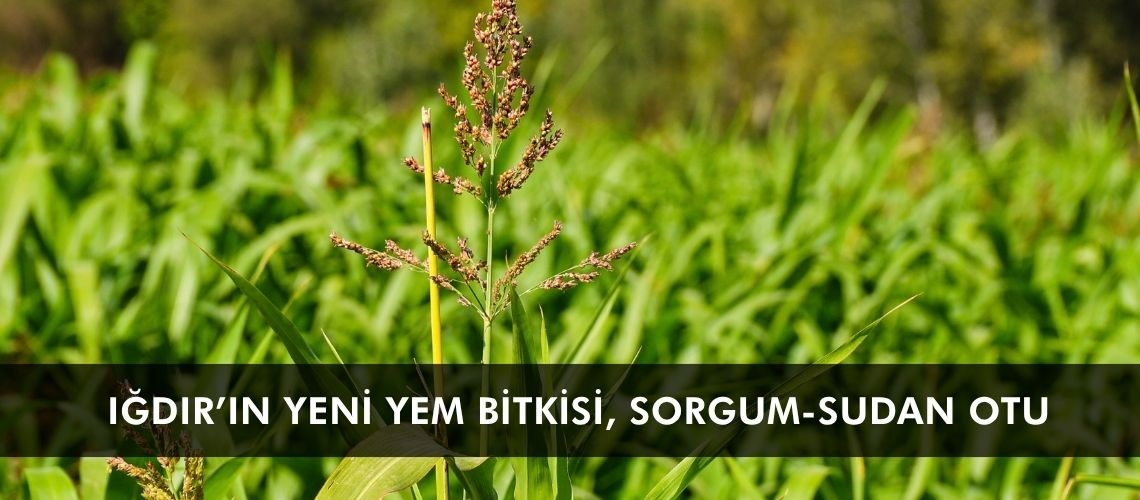 Iğdır’ın yeni yem bitkisi, sorgum-sudan otu