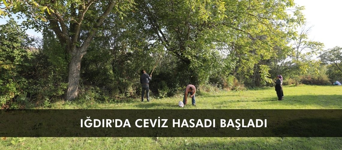 Iğdır'da ceviz hasadı başladı