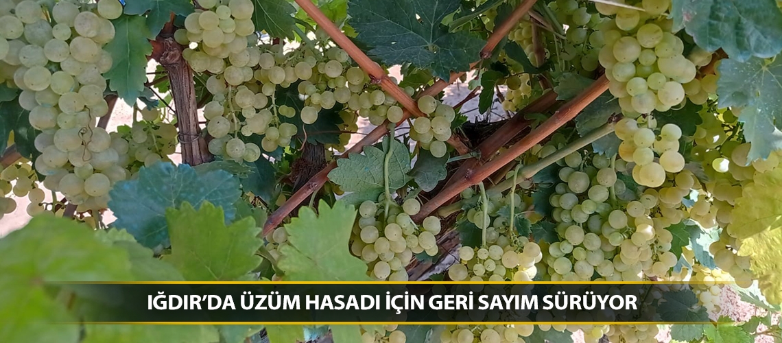 Iğdır’da üzüm hasadı için geri sayım sürüyor