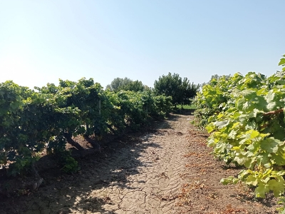 Iğdır’da üzüm hasadı için geri sayım sürüyor