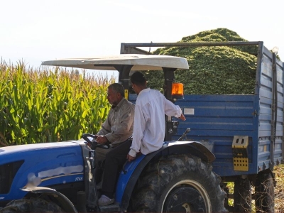 Iğdır'da silajlık mısırda hedef 172 bin ton