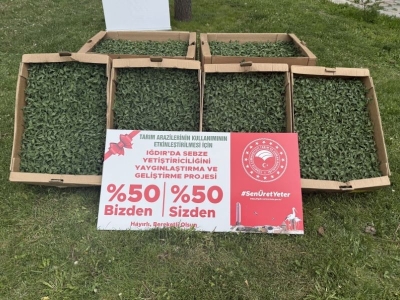 Iğdırlı üreticilere fide desteği