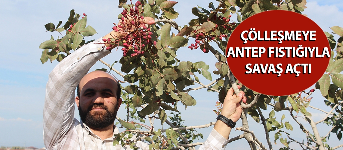 Çölleşmeye Antep fıstığıyla savaş açtı