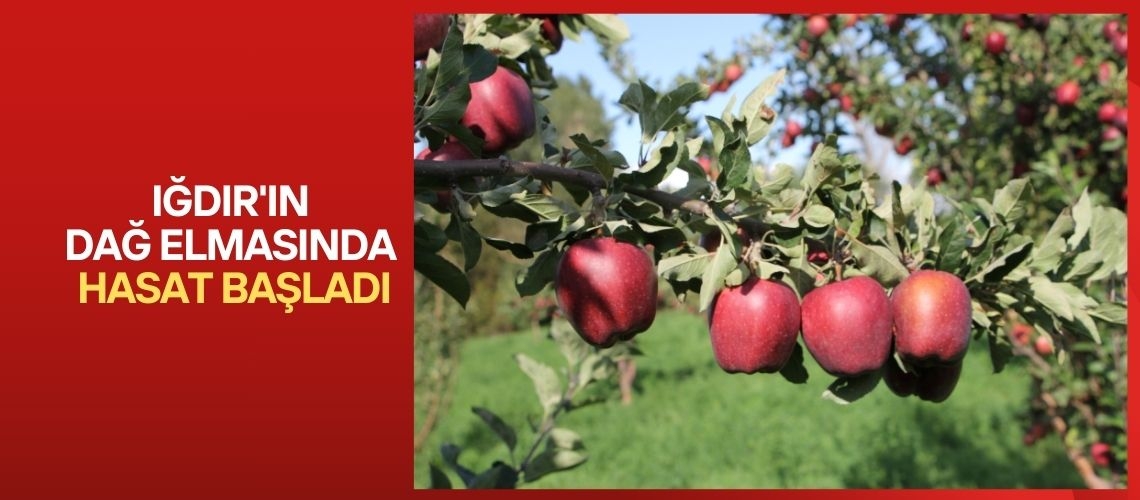 Iğdır'ın dağ elmasında hasat başladı