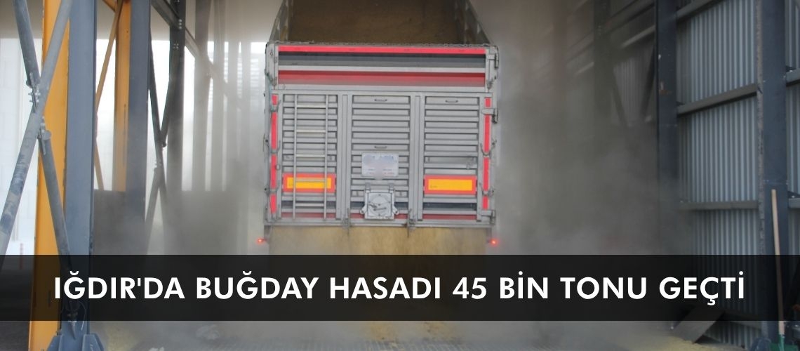 Iğdır'da buğday hasadı 45 bin tonu geçti