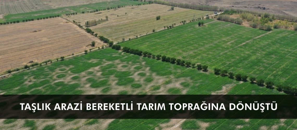 Taşlık arazi bereketli tarım toprağına dönüştü