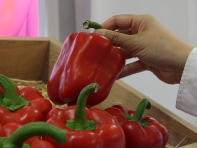 Domates, salatalık, biber tohumları ihracatın gözdesi