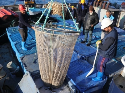 Adana’da yetiştirilen balıklar Avrupa yolcusu