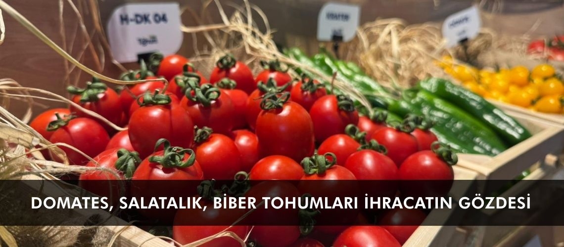 Domates, salatalık, biber tohumları ihracatın gözdesi