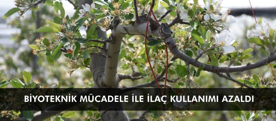 Biyoteknik mücadele ile ilaç kullanımı azaldı