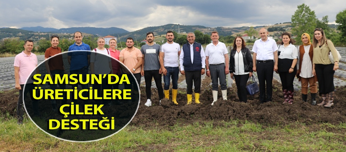 Samsun’da üreticilere çilek desteği