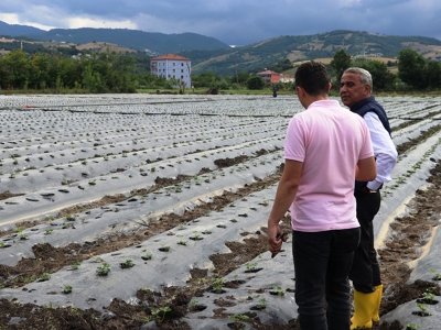 Samsun’da üreticilere çilek desteği