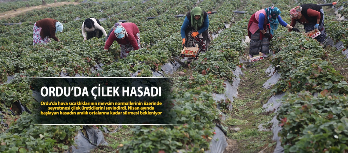 Ordu’da çilek hasadı sürüyor