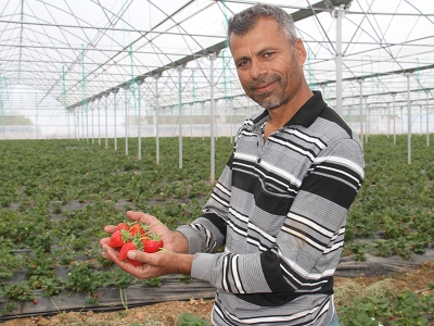 Konya’dan Türkiye’ye yıl boyu çilek