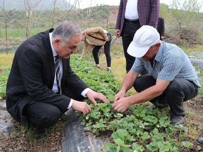 5 bin ton tescilli Sason çileği hasat edilecek