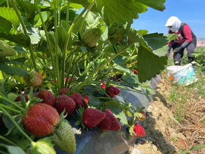 Tescilli Köprübaşı çileğinin ekim alanı genişliyor