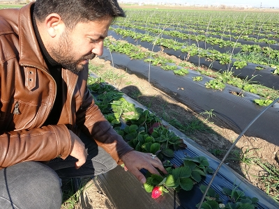 Su devletten, ihraçlık çilekler çiftçiden