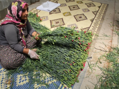 Isparta’nın seralarında kaliteli karanfiller yetiştiriliyor