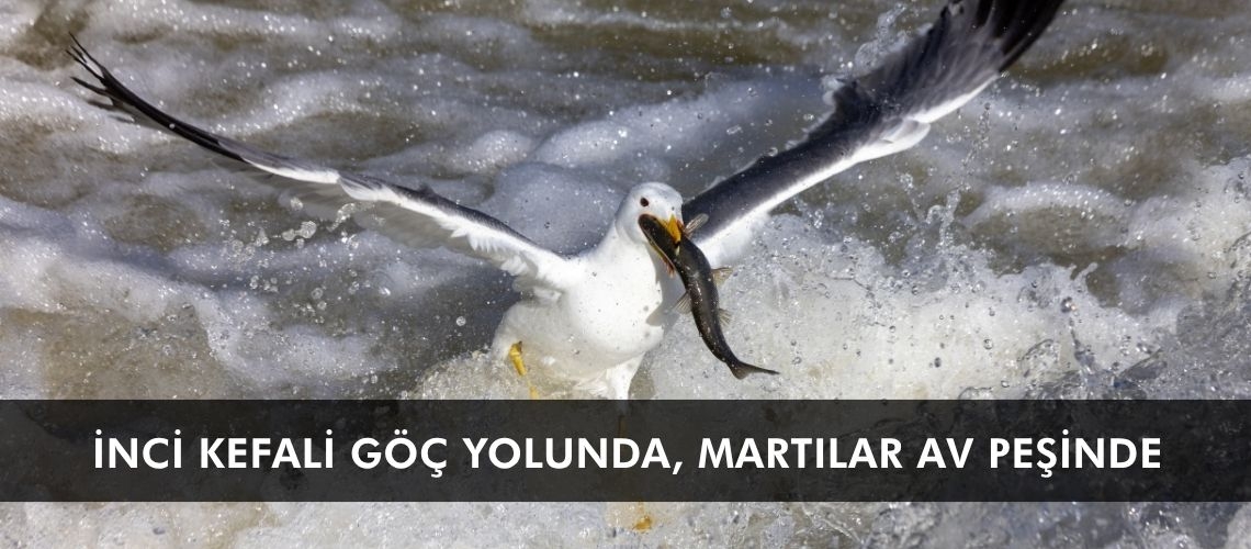 İnci kefali göç yolunda, martılar av peşinde