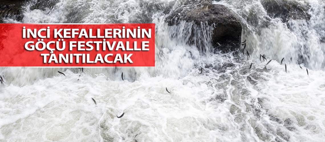 İnci kefallerinin göçü festivalle tanıtılacak