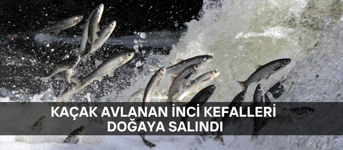 Kaçak avlanan inci kefalleri doğaya salındı