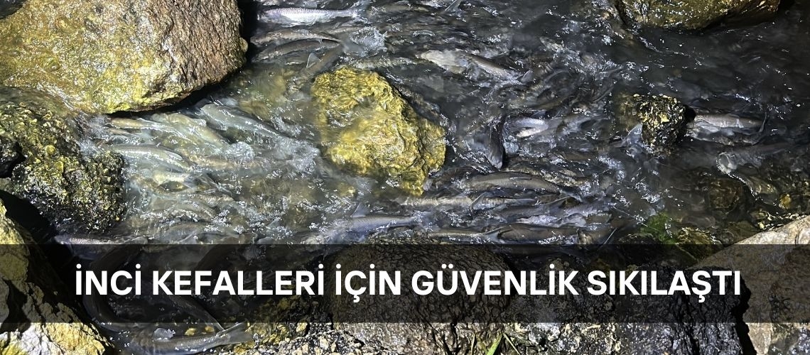 İnci kefalleri için güvenlik sıkılaştı