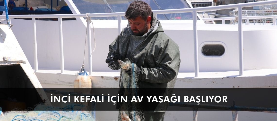 İnci kefali için av yasağı başlıyor
