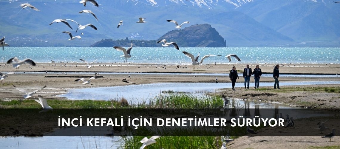 İnci kefali için denetimler sürüyor