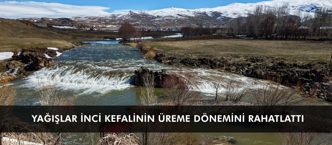 Yağışlar inci kefalinin üreme dönemini rahatlattı