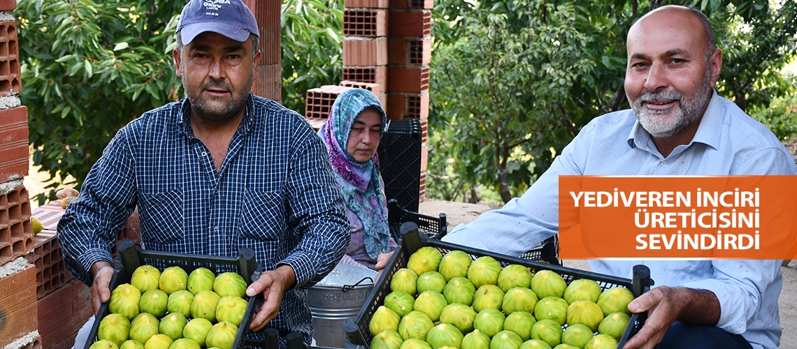 Yediveren inciri üreticisini sevindirdi