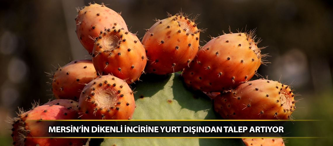 Mersin’in dikenli incirine yurt dışından talep artıyor