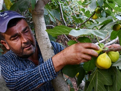 Yediveren inciri üreticisini sevindirdi