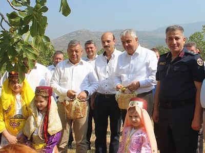 İzmir'de organik incir hasadı başladı