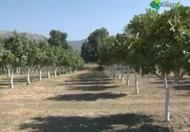 İncir Yetiştiriciliği