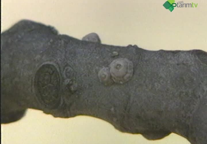 İncir Zararlıları