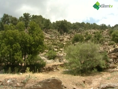 Çine Çaparı Koyun Irkı