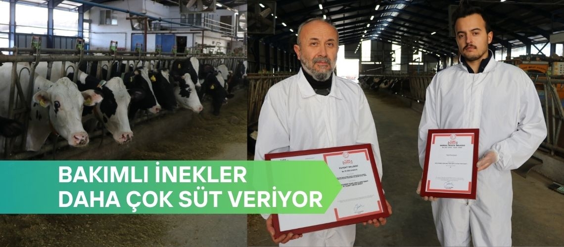 Bakımlı inekler daha çok süt veriyor