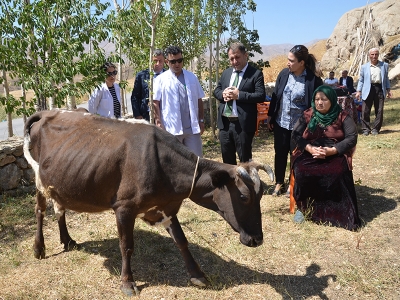 İneği telef olan besiciye destek geldi