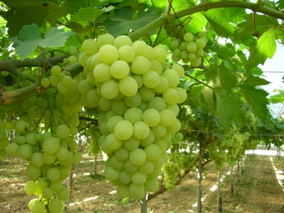 Akseki'de bağcılık gelişiyor