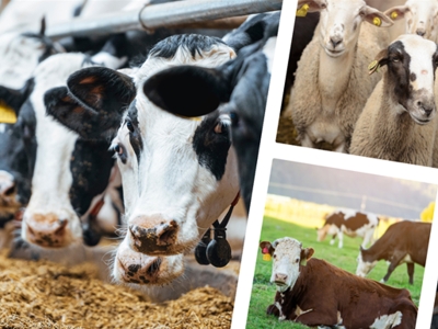 IPARD III Programı 2024 yılı çağrı takvimi yayımlandı