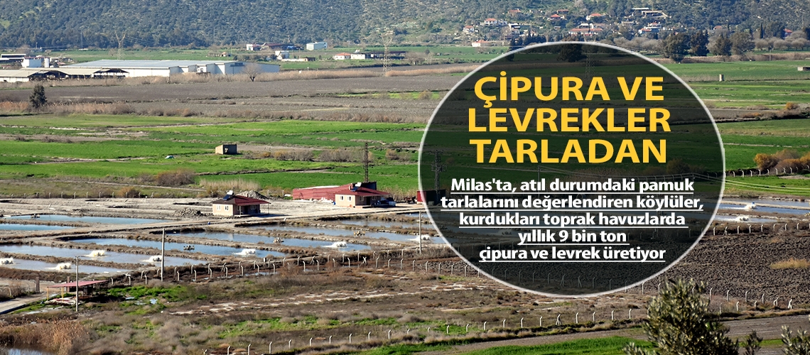 Çipura ve levrekler tarladan