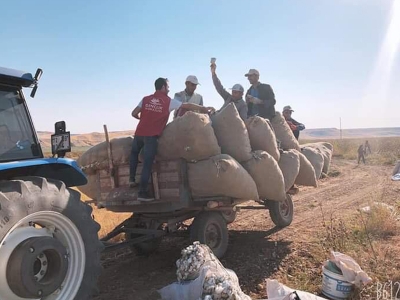 Şırnaklı gençlerden gönüllü hasat