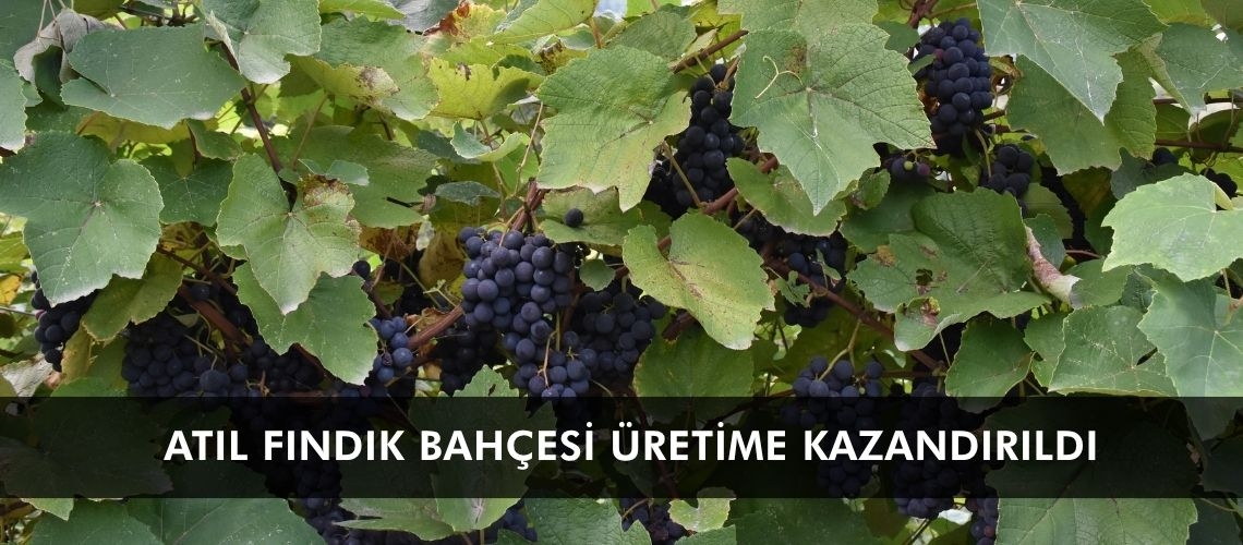 Atıl fındık bahçesi üretime kazandırıldı